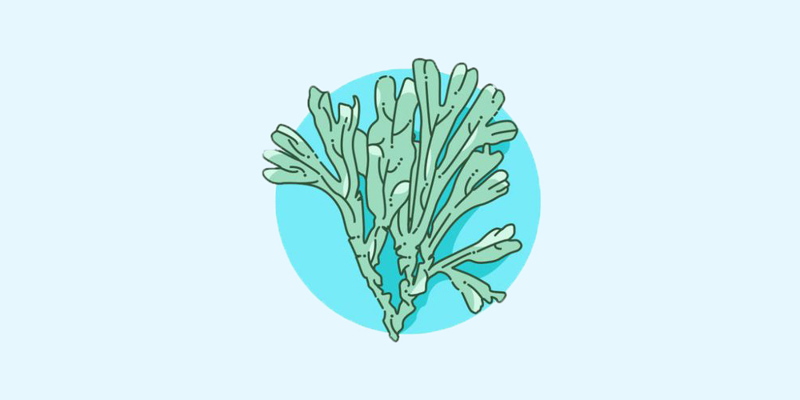 ماده اولیه چهارم: جلبک Algae